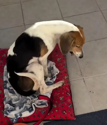 Cachorro raça SRD-ViraLata idade 3 anos nome Sem nome