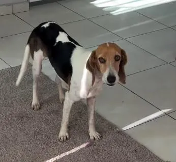 Cachorro raça SRD-ViraLata idade 3 anos nome Sem nome