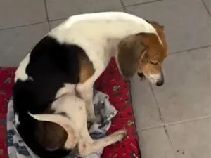 Cachorro raça SRD-ViraLata idade 3 anos nome Sem nome