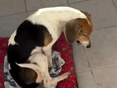Cachorro raça SRD-ViraLata idade 3 anos nome Sem nome