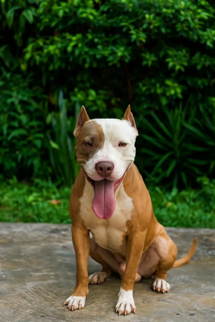 Cachorro raça Pit-Bull idade 3 anos nome Zeus