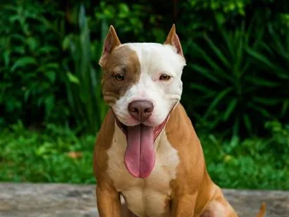 Cachorro raça Pit-Bull idade 3 anos nome Zeus