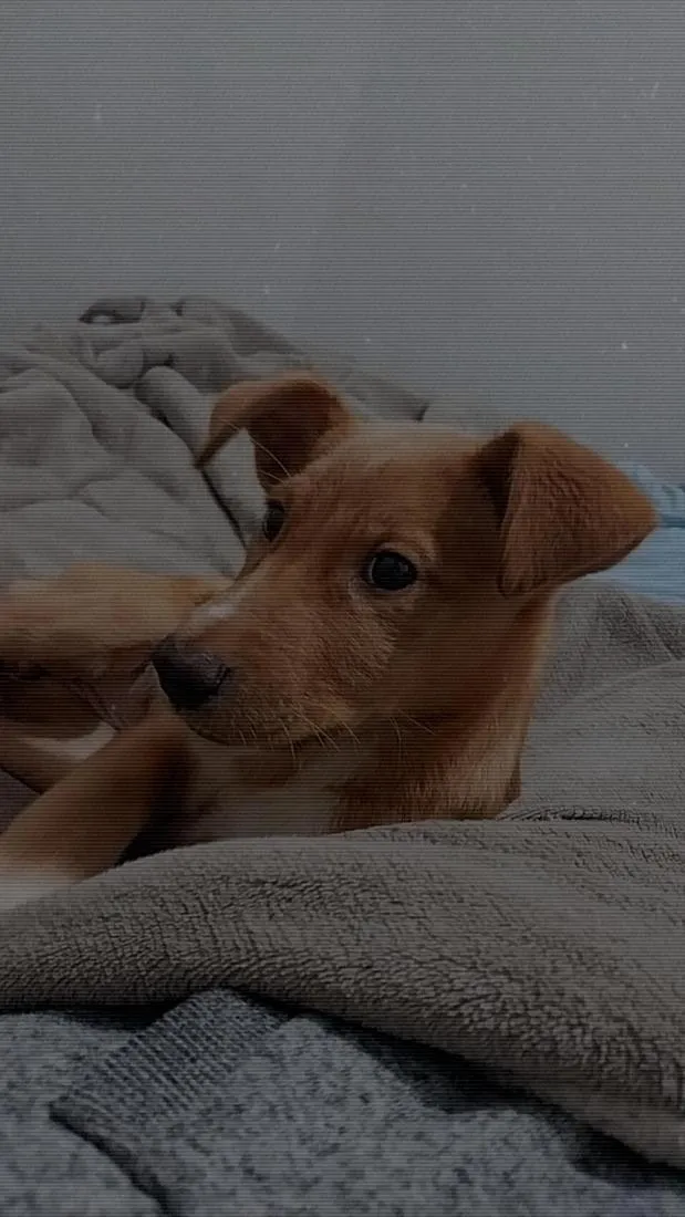 Cachorro raça Labrador idade 2 a 6 meses nome luna 