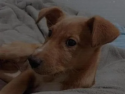 Cachorro raça Labrador idade 2 a 6 meses nome luna 