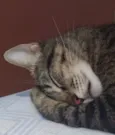 Cacau