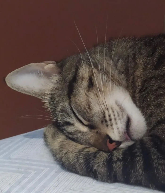 Gato raça SRD-ViraLata idade 2 anos nome Cacau