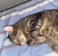 Cacau