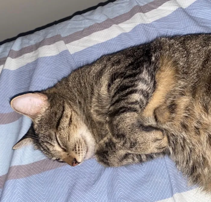 Gato raça SRD-ViraLata idade 2 anos nome Cacau