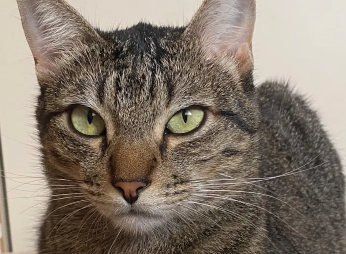 Gato raça SRD-ViraLata idade 2 anos nome Cacau