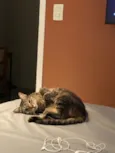 Cacau