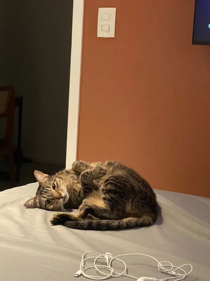 Gato raça SRD-ViraLata idade 2 anos nome Cacau