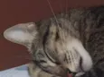 Cacau