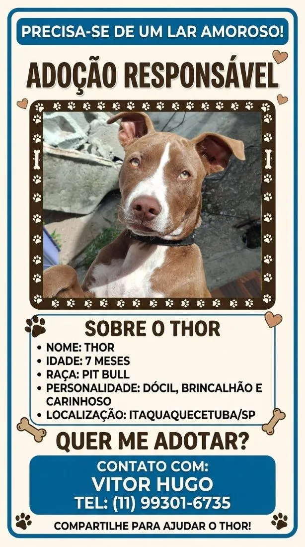 Cachorro raça Pit-Bull idade 7 a 11 meses nome Thor