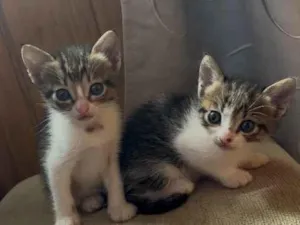 Gato raça SRD-ViraLata idade Abaixo de 2 meses nome Irmãos 