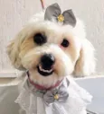 Laila
