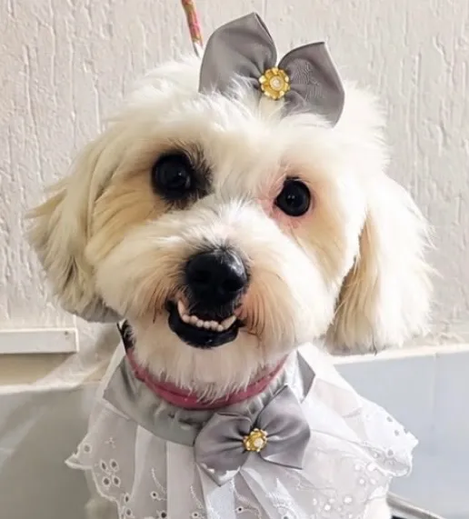 Cachorro raça Shitzu idade 1 ano nome Laila
