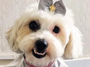 Cachorro raça Shitzu idade 1 ano nome Laila