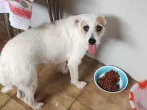Cachorro raça Pinscher idade 2 anos nome osa