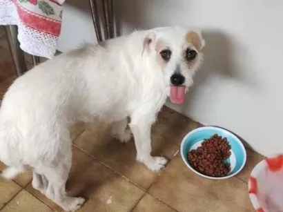 Cachorro raça Pinscher idade 2 anos nome osa