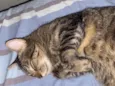 Cacau