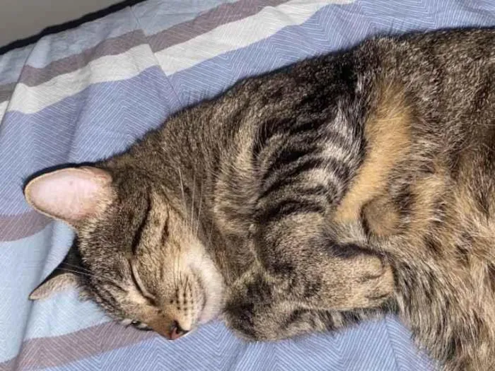 Gato raça SRD-ViraLata idade 2 anos nome Cacau