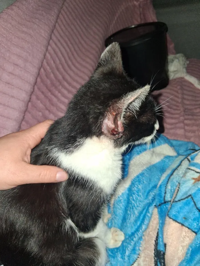 Gato raça SRD-ViraLata idade 2 a 6 meses nome Frajola
