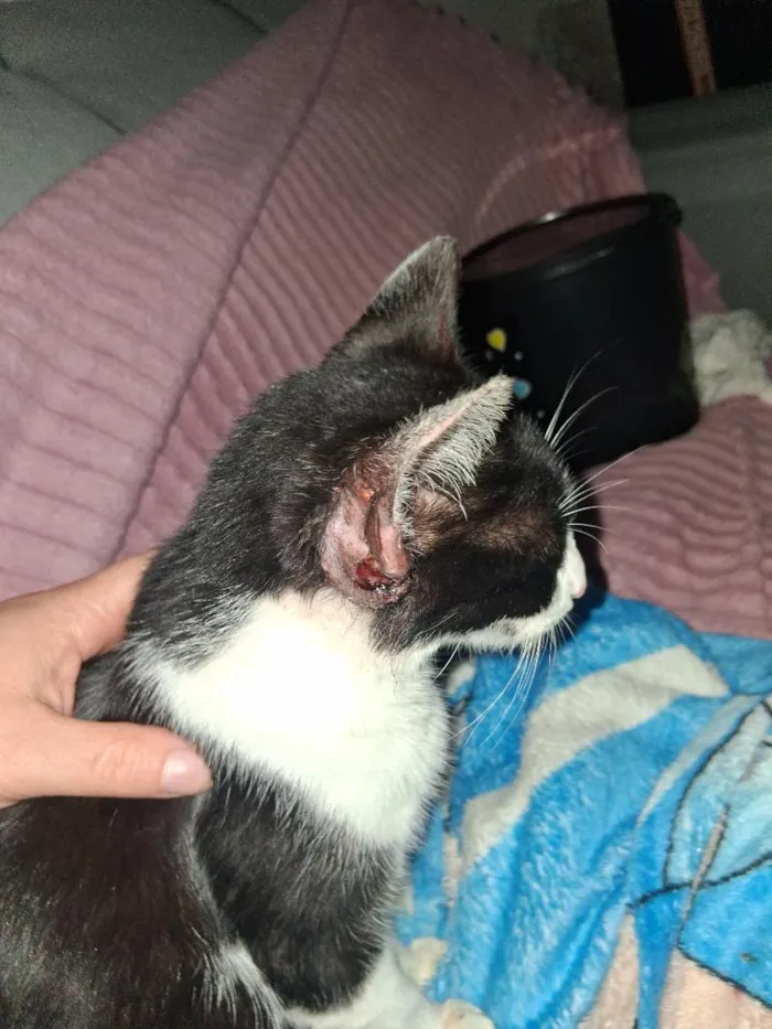 Gato raça SRD-ViraLata idade 2 a 6 meses nome Frajola