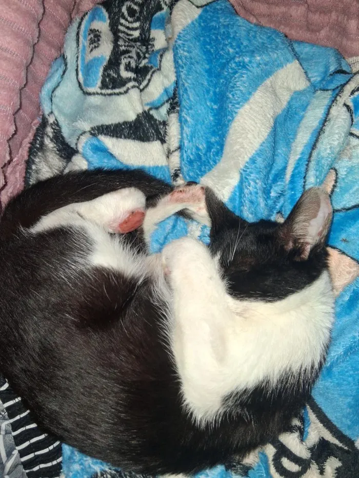 Gato raça SRD-ViraLata idade 2 a 6 meses nome Frajola