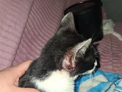 Gato raça SRD-ViraLata idade 2 a 6 meses nome Frajola