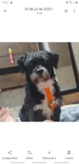 Joop