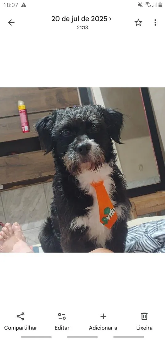 Cachorro raça Shitzu idade 1 ano nome Joop