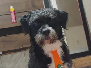 Cachorro raça Shitzu idade 1 ano nome Joop
