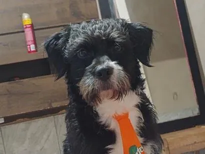 Cachorro raça Shitzu idade 1 ano nome Joop