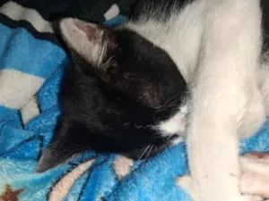 Gato raça SRD-ViraLata idade 2 a 6 meses nome Frajola