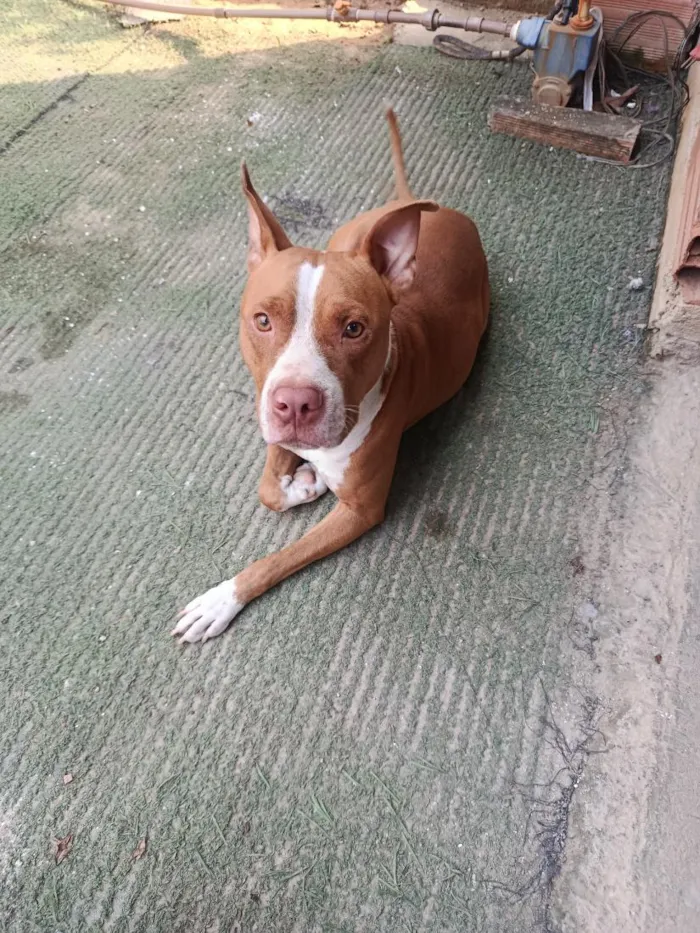 Cachorro raça Pit-Bull idade 1 ano nome thor