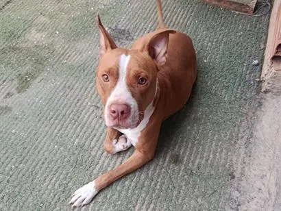 Cachorro raça Pit-Bull idade 1 ano nome thor
