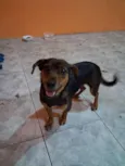 pipoca