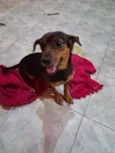 pipoca