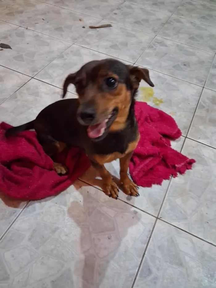 Cachorro raça SRD-ViraLata idade 2 anos nome pipoca