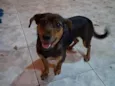 pipoca