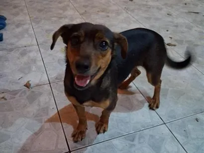 Cachorro raça SRD-ViraLata idade 2 anos nome pipoca