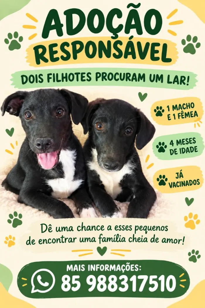 Cachorro raça SRD-ViraLata idade 2 a 6 meses nome Vini Jr e Virgínia.