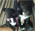 Vini Jr e Virgínia.