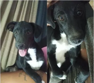 Cachorro raça SRD-ViraLata idade 2 a 6 meses nome Vini Jr e Virgínia.