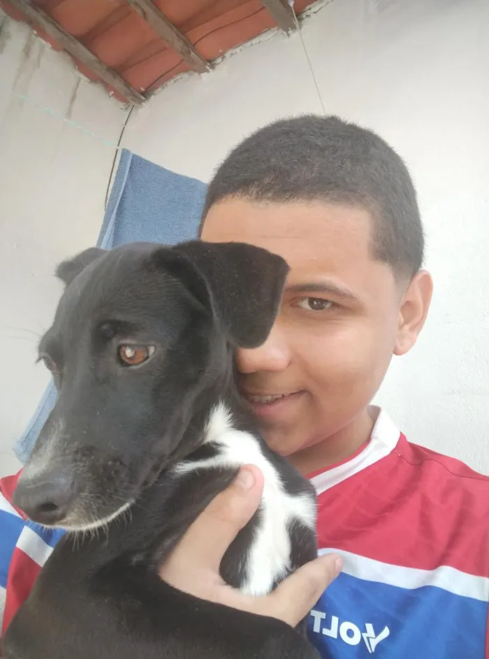 Cachorro raça SRD-ViraLata idade 2 a 6 meses nome Vini Jr e Virgínia.