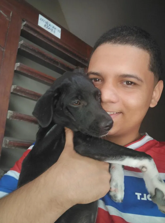 Cachorro raça SRD-ViraLata idade 2 a 6 meses nome Vini Jr e Virgínia.