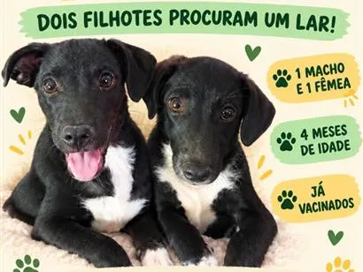 Cachorro raça SRD-ViraLata idade 2 a 6 meses nome Vini Jr e Virgínia.