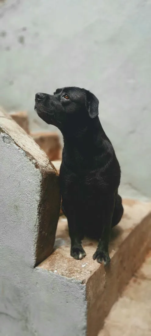 Cachorro raça Labrador idade 3 anos nome Aylla