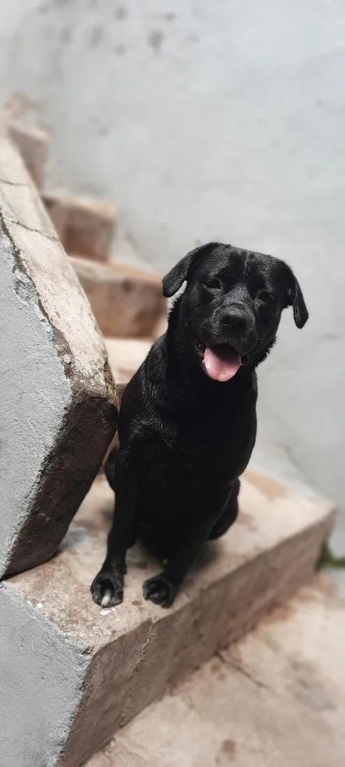 Cachorro raça Labrador idade 3 anos nome Aylla