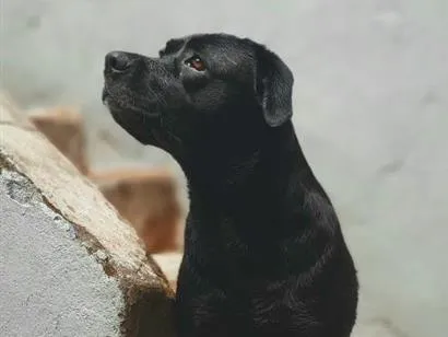 Cachorro raça Labrador idade 3 anos nome Aylla